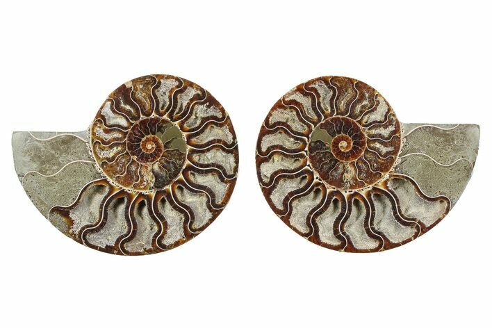 Cut & Polished Ammonite Fossil - Madagascar #379099